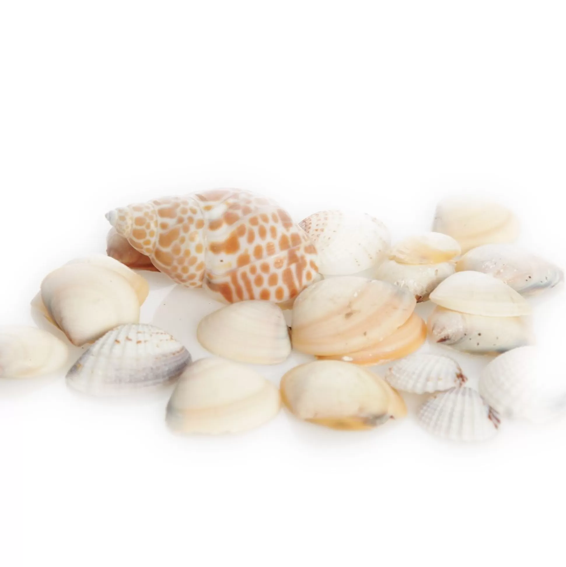 Bag of Mixed Shells Christmas Craft Supplies |