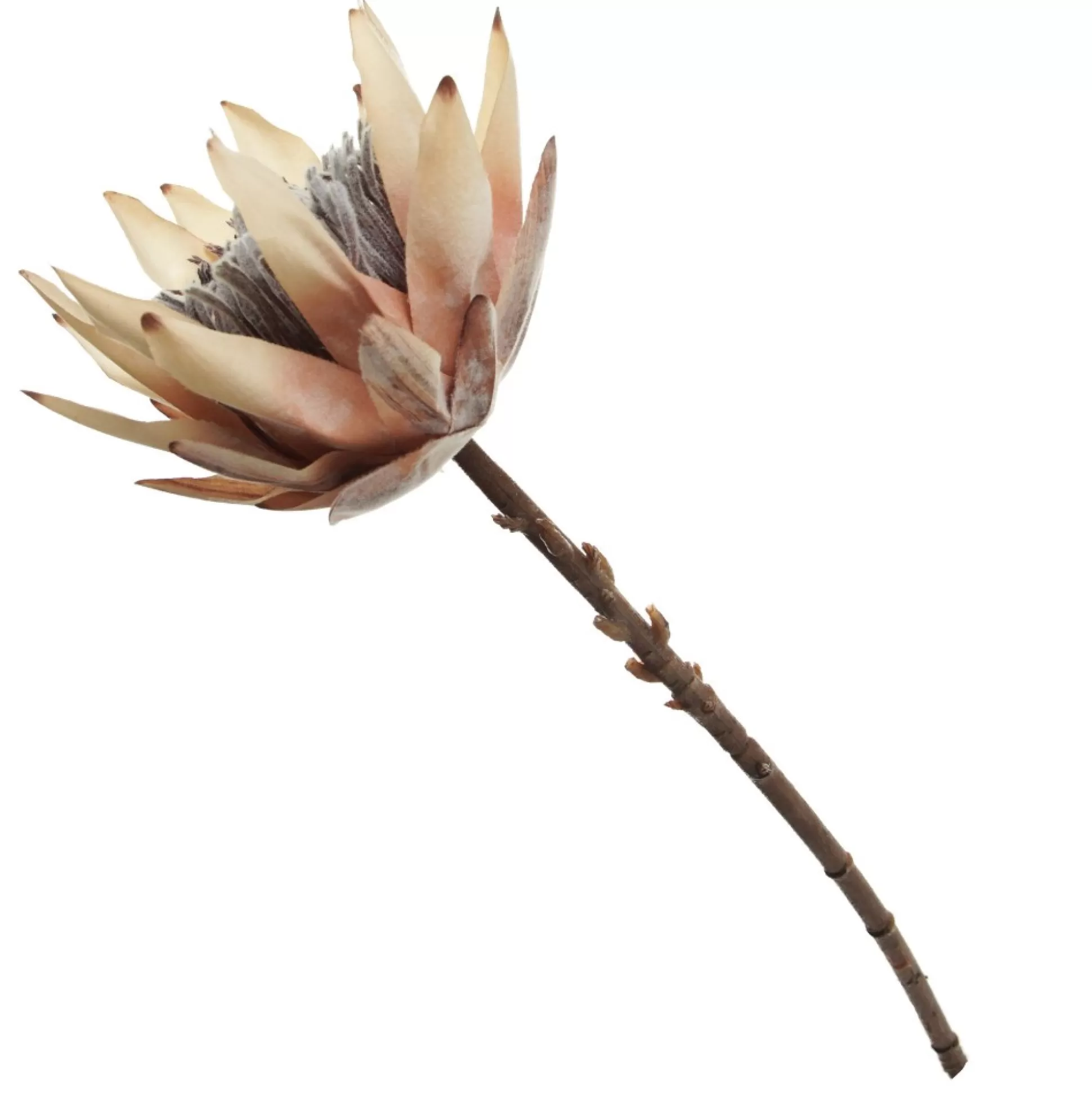 Dried King Protea Flower Stem Christmas Flowers |