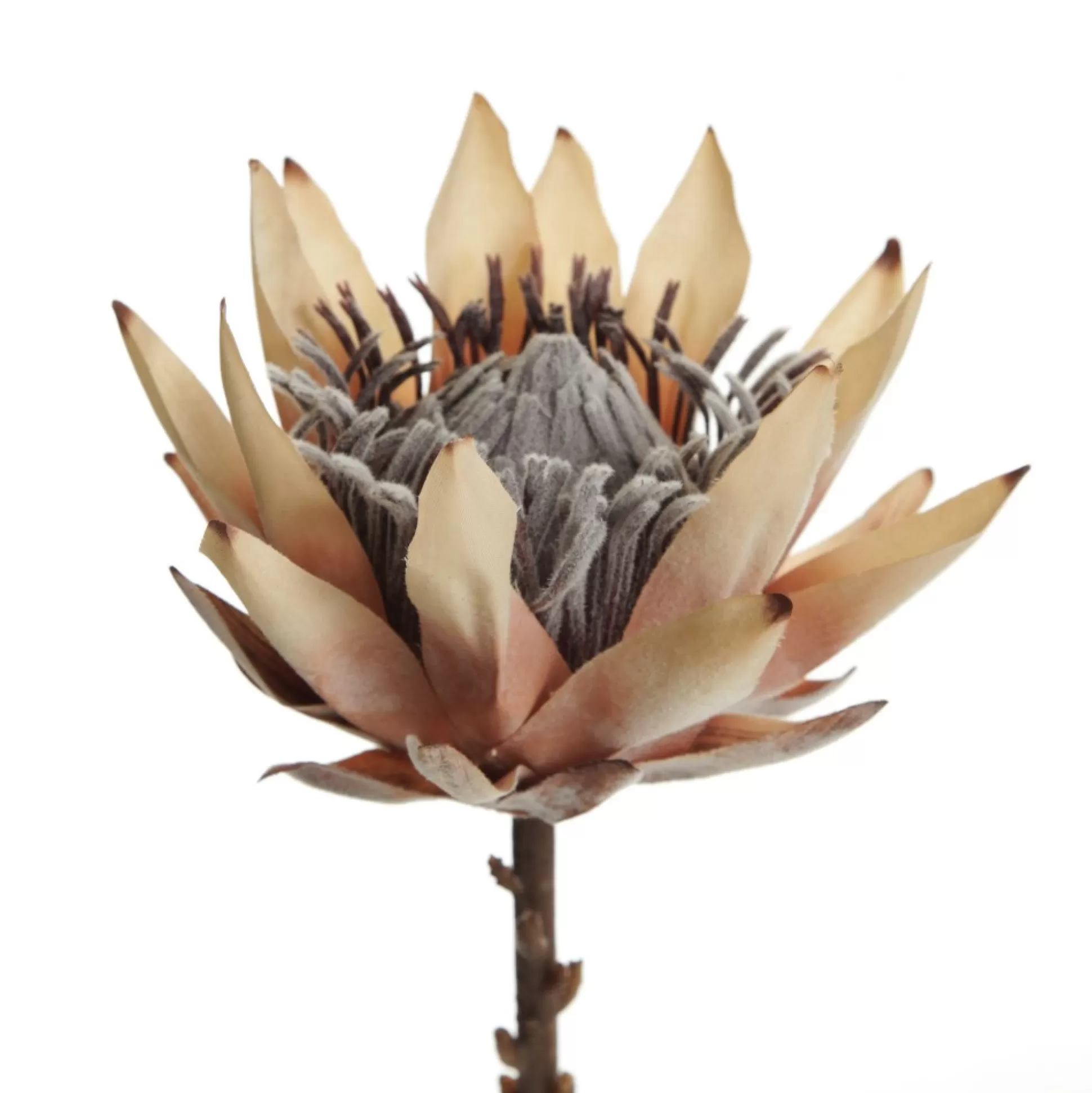 Dried King Protea Flower Stem Christmas Flowers |