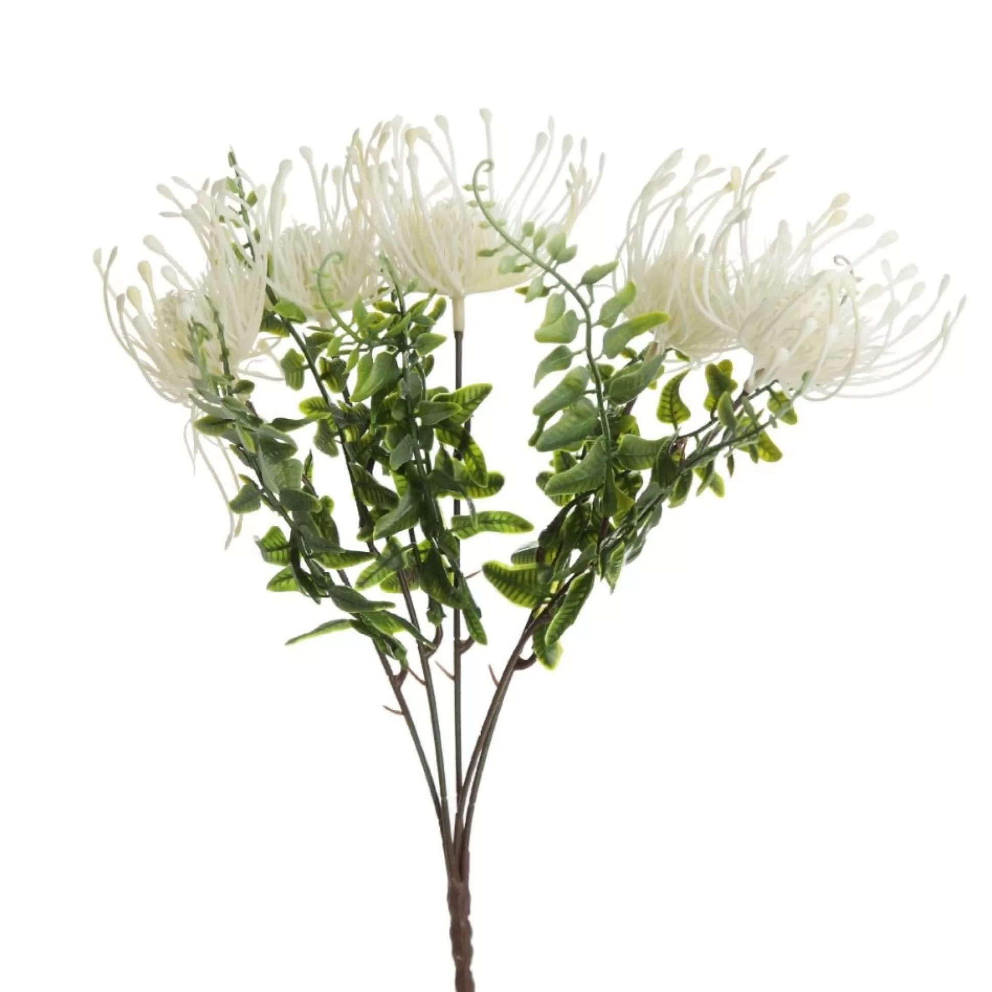 Native Cream Pincushion Protea Flower Spray Christmas Flowers |