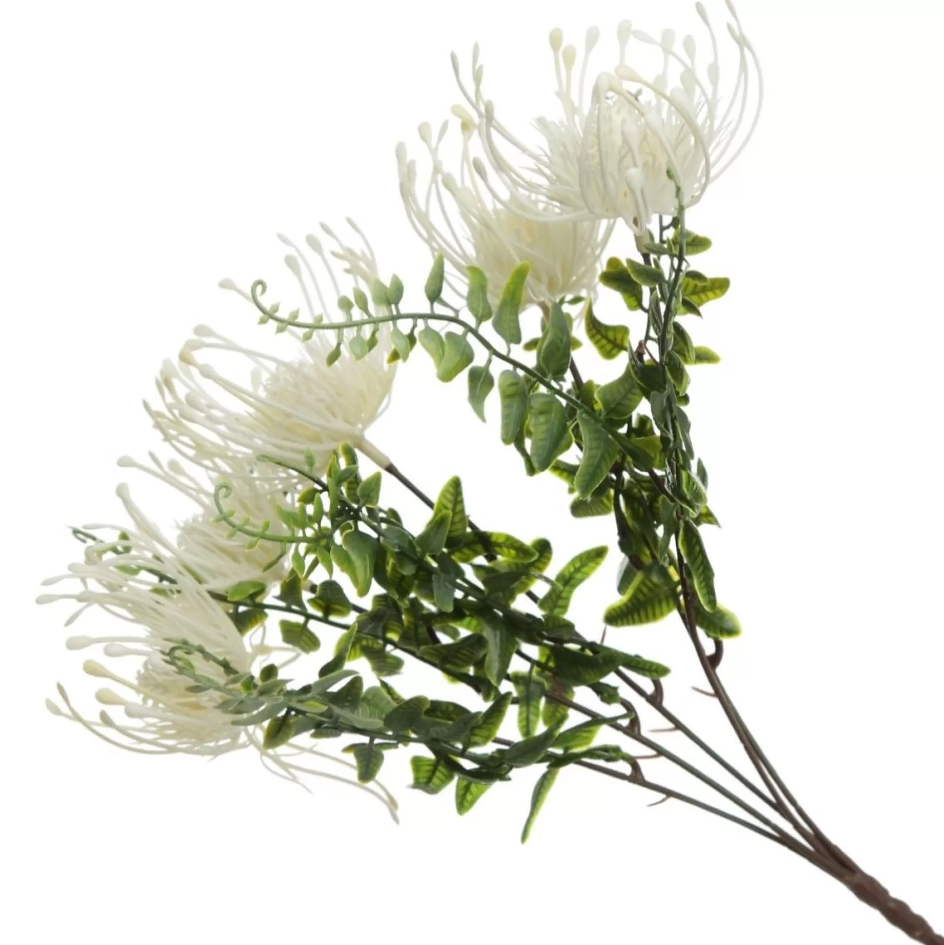Native Cream Pincushion Protea Flower Spray Christmas Flowers |