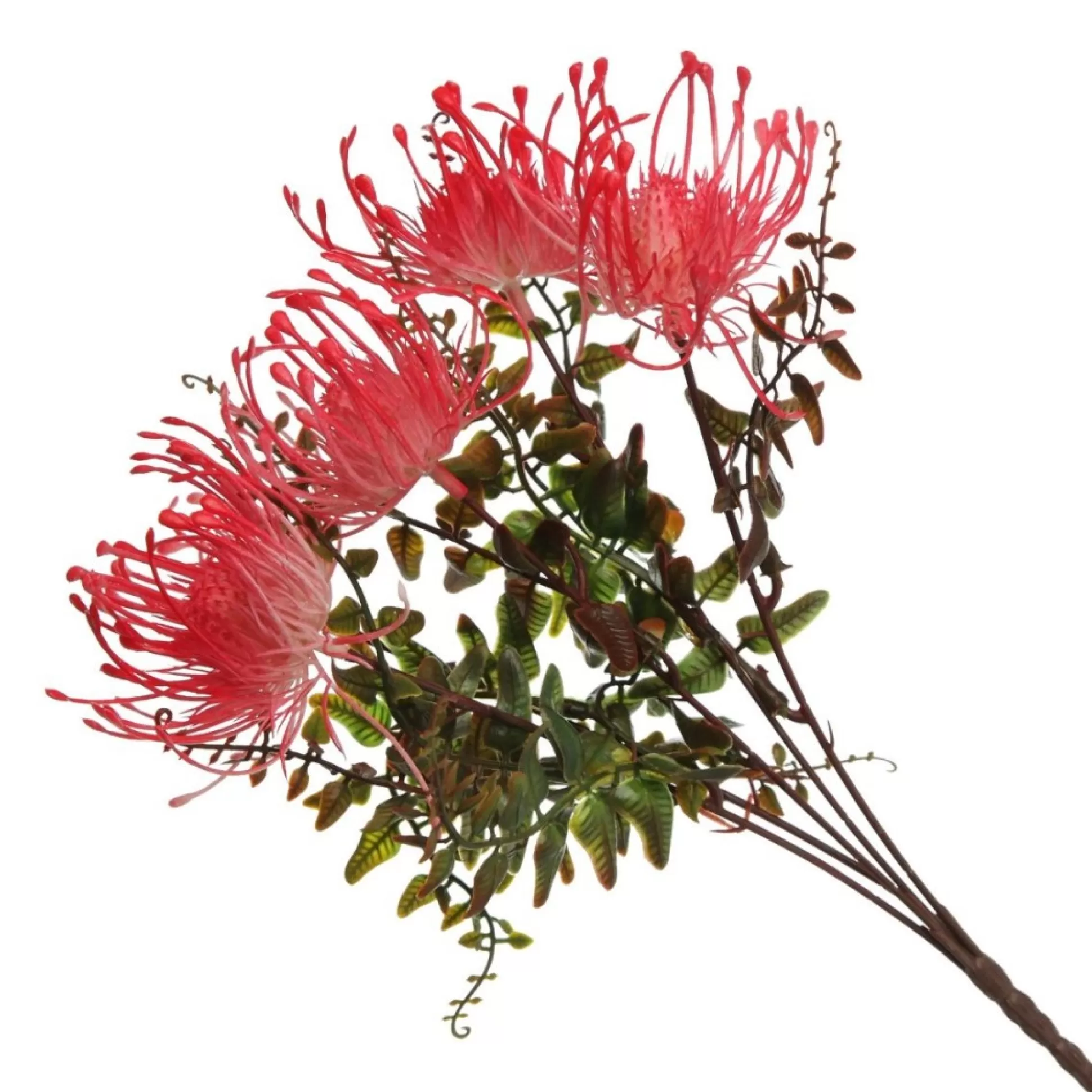 Native Red Pink Pincushion Protea Flower Spray Christmas Flowers |