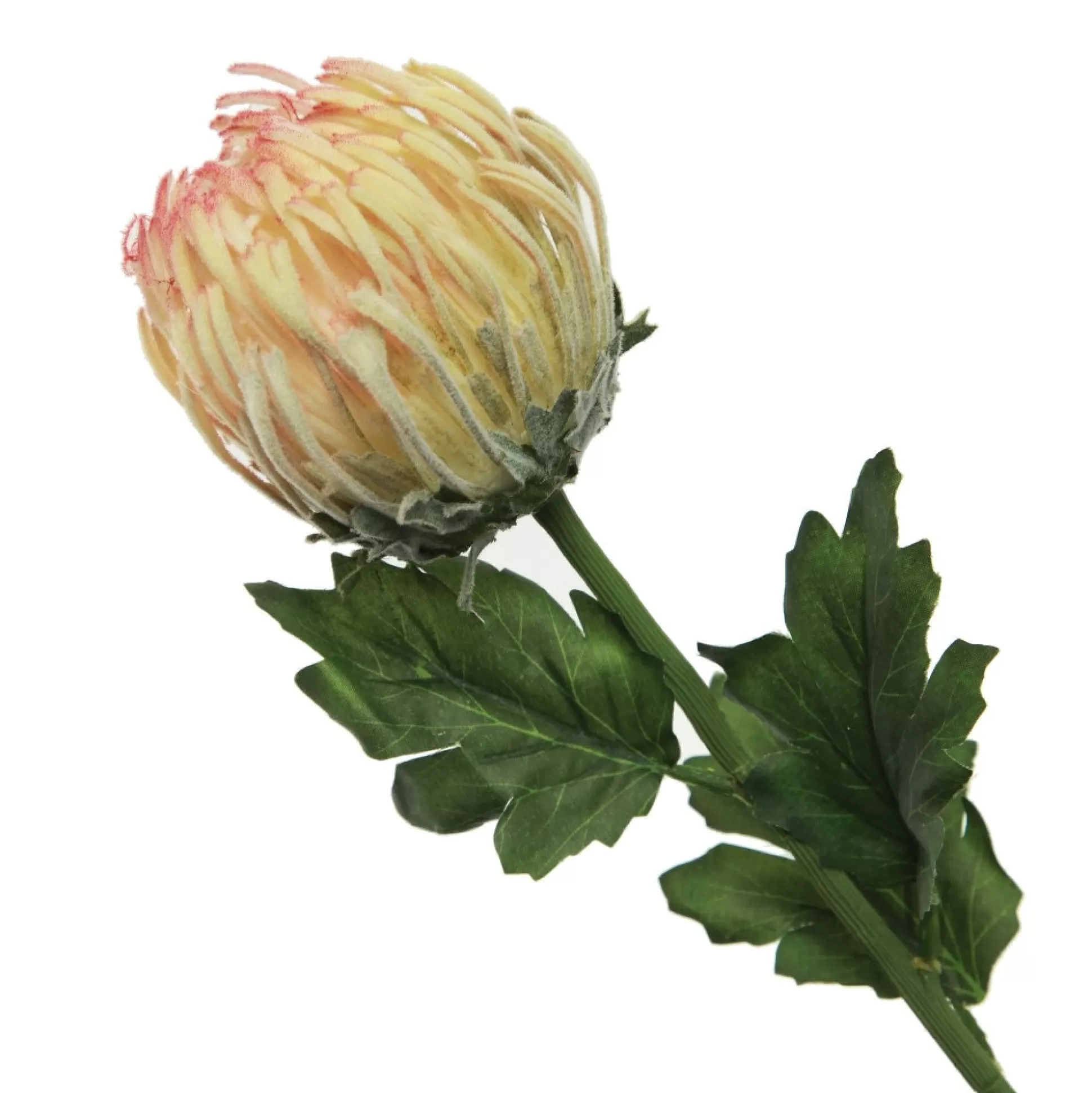 Pink and Cream Pincushion Protea Flower Stem Christmas Flowers |