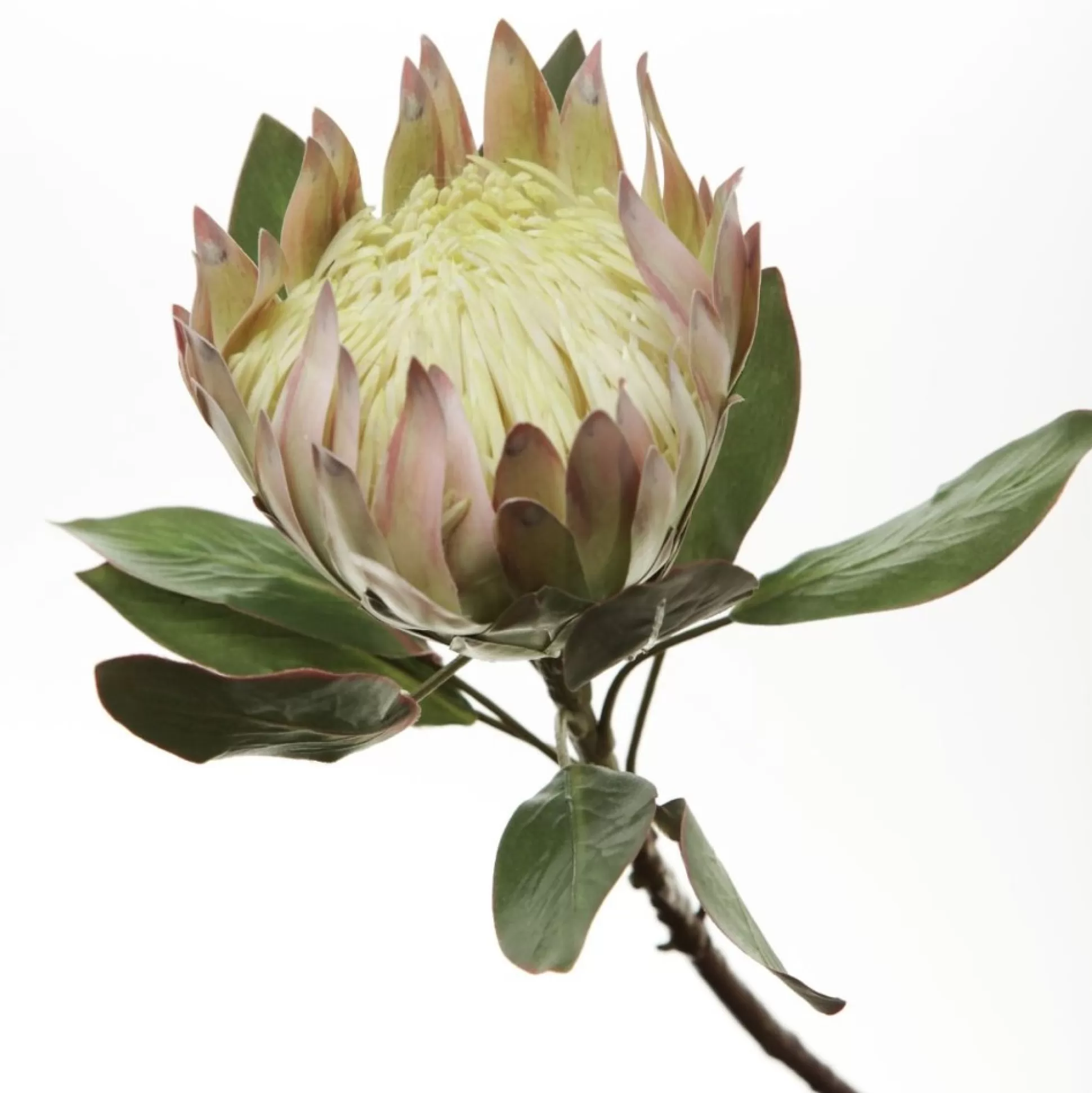 White King Protea Flower Stem Christmas Flowers |