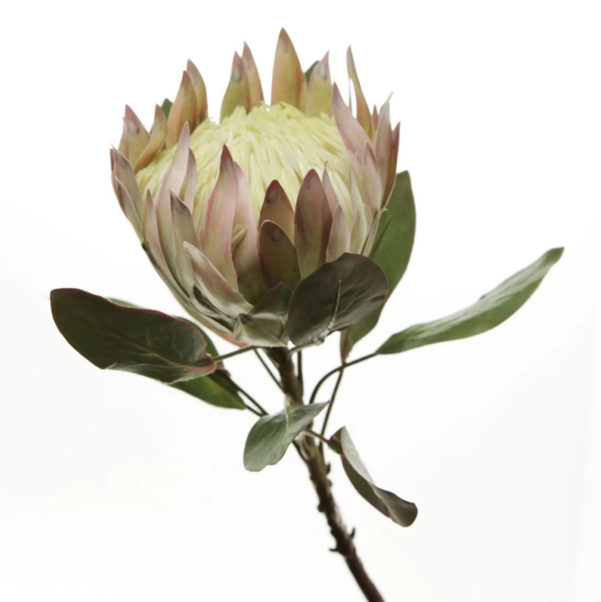 White King Protea Flower Stem Christmas Flowers |